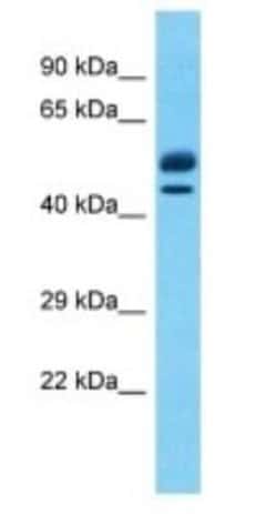 EBF-2 Rabbit anti-Human, Polyclonal, Novus Biologicals:Antibodies:Primary